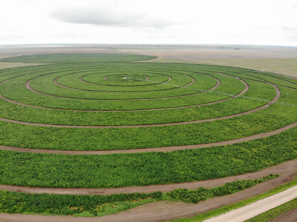 Responsible Hemp Cultivation: The First Step to Healify’s Quality